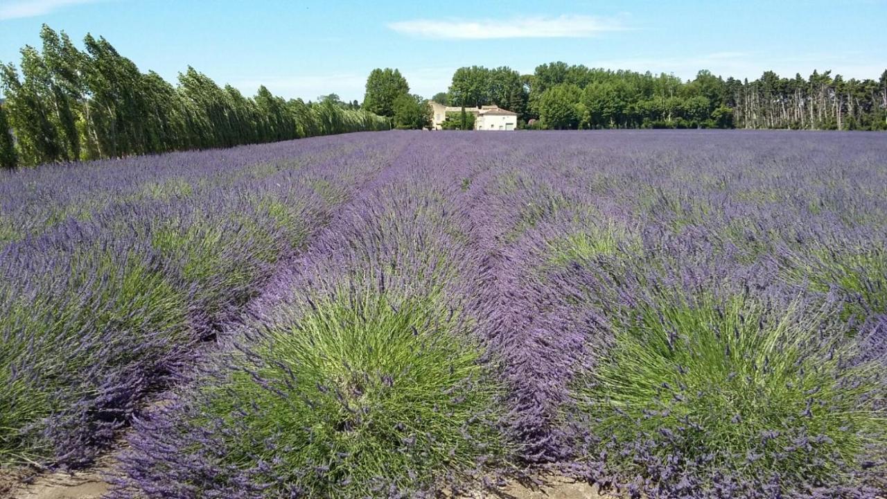 Chambres D'Hotes L'Oreliane En Provence Only Adult Châteauneuf-de-Gadagne Exteriér fotografie